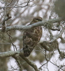 Buteo brachypterus