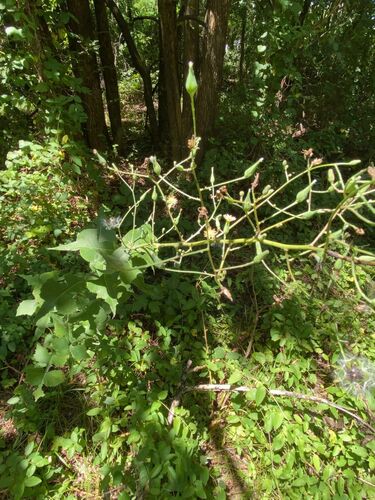 Western Lettuce (Lactuca ludoviciana)