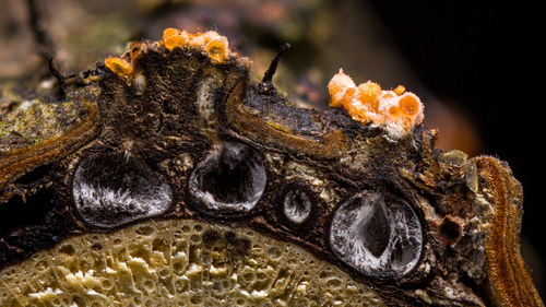 Flammocladiella anomiae