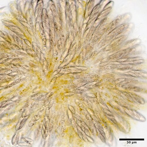 Flammocladiella anomiae