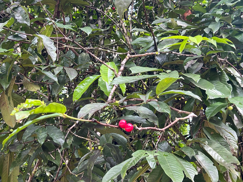 Phaleria nisidae observed 2025-08-19