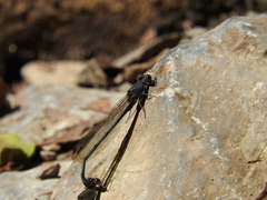 Argia tonto