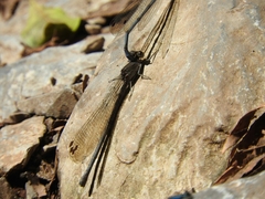 Argia tonto
