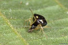 Theridula gonygaster