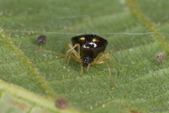 Theridula gonygaster
