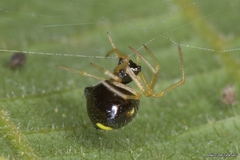 Theridula gonygaster