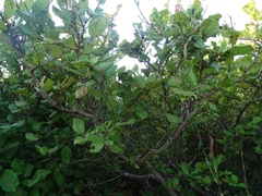 Coccoloba barbadensis