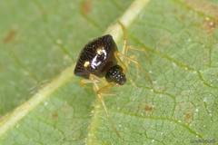 Theridula gonygaster