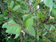 Coccoloba barbadensis