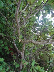 Coccoloba barbadensis