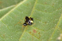 Theridula gonygaster