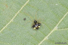 Theridula gonygaster