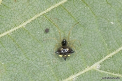 Theridula gonygaster