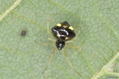 Theridula gonygaster
