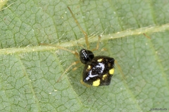 Theridula gonygaster