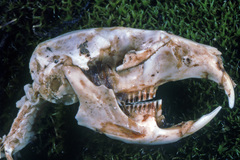 Dicrostonyx groenlandicus