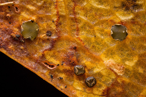 Coccomyces sp.