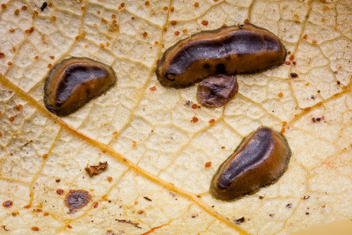 Rhytismataceae sp. 'NC02'