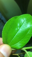 Ziziphus spina-christi