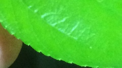 Ziziphus spina-christi