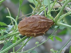 Luffa operculata
