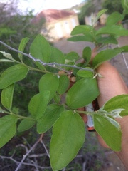 Ziziphus spina-christi