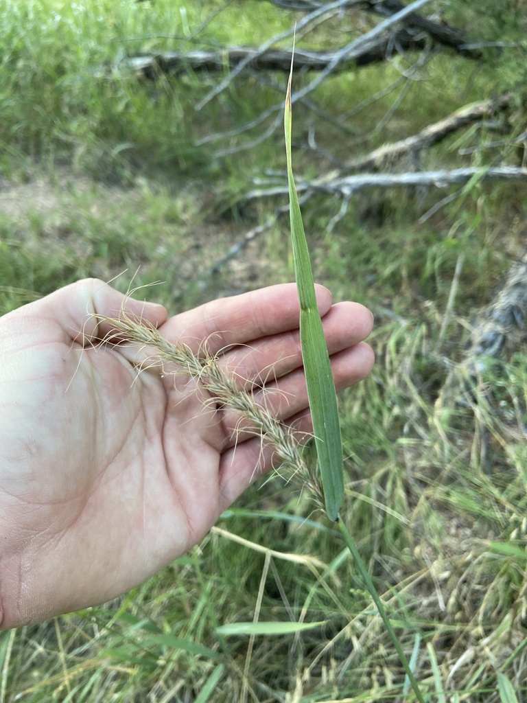 Canada wild rye from Broadus, MT, US on August 8, 2025 at 07:37 PM by ...