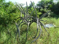 Stenocereus standleyi