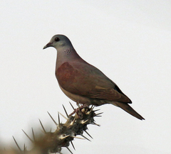 Nesoenas picturatus