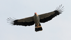 Polyboroides radiatus