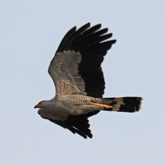 Polyboroides radiatus