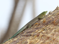 Phelsuma standingi