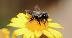 Megachile pollinosa