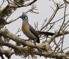 Coua cristata