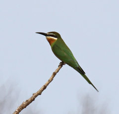 Merops superciliosus