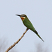 Madagascar Bee-Eater - Photo (c) Robin Gwen Agarwal, some rights reserved (CC BY-NC), uploaded by Robin Gwen Agarwal