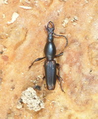 Arrhenodini