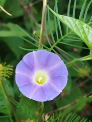Ipomoea meyeri