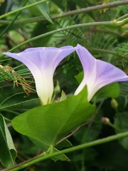 Ipomoea meyeri