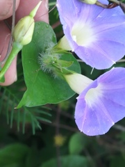 Ipomoea meyeri