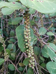 Coccoloba barbadensis