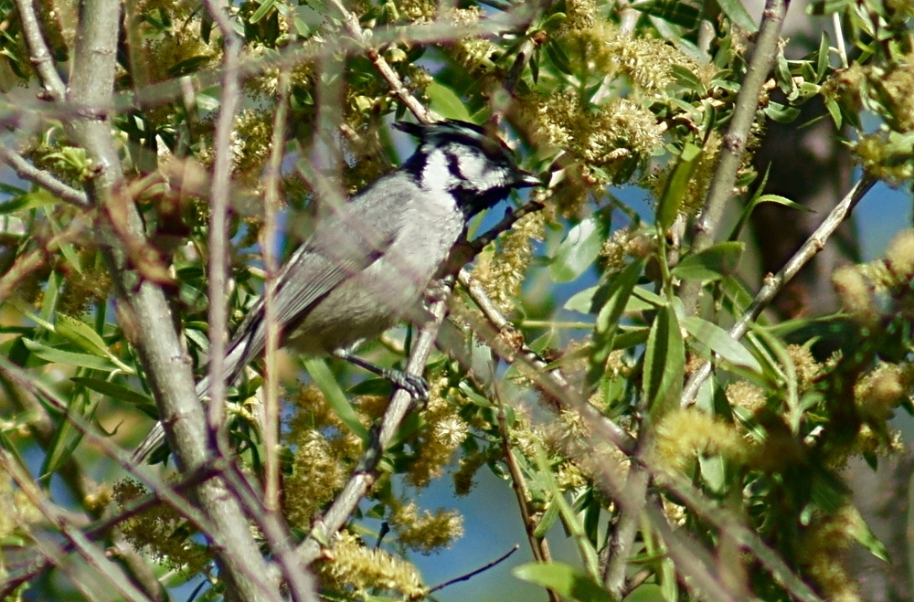 Bridled Titmouse