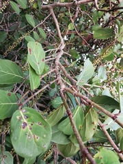 Coccoloba barbadensis