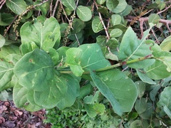 Coccoloba barbadensis