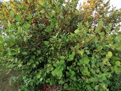 Coccoloba barbadensis