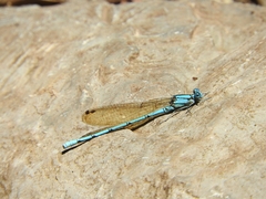 Argia westfalli