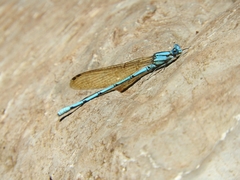 Argia westfalli