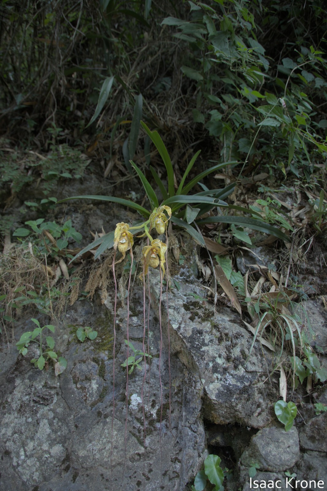 Mandarin Orchid (Phragmipedium caudatum)