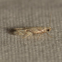 Coleotechnites coniferella