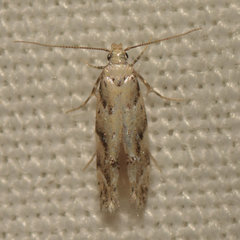 Coleotechnites coniferella